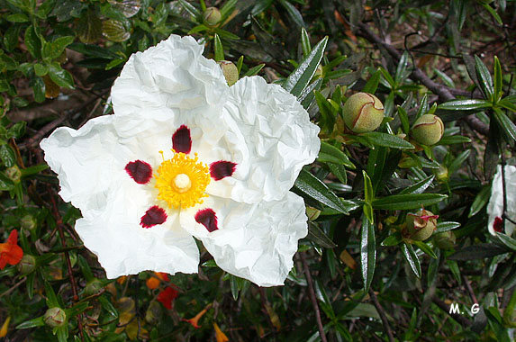 Cistus ladanifer